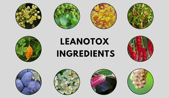 Leanotox Reviews: Does Supplement Really Live Up to the Hype? 13 image 8